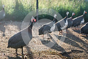 Guinea fowl in a poultry yard, in the summer at sunset, grass in the background behind the fence