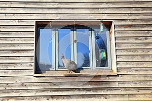 Guinea fowl standing on the window