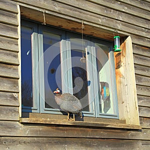 Guinea fowl standing on the window