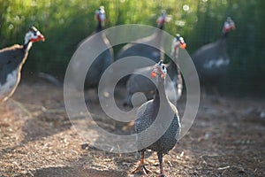 Guinea fowl on a summer evening in the rays of the setting sun
