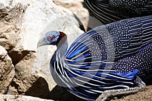 Guinea Fowl