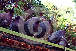 Guinea fowl on top farm beautiful birds