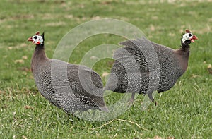 Guinea Fowl