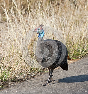 Guinea-fowl walking on tar road