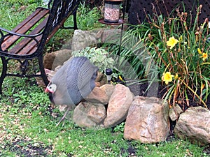 Guinea fowl