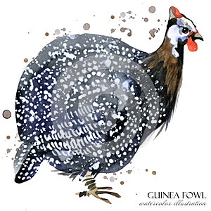 Guinea fowl. wild bird watercolor seamless pattern.