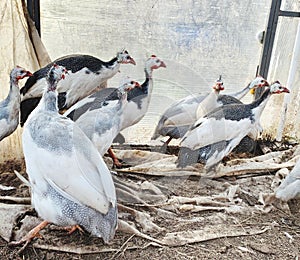 Guinea fowls