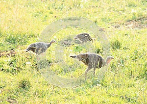 Guinea fowls