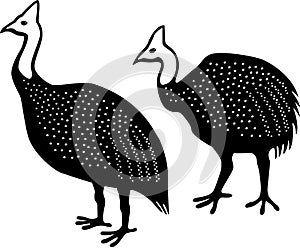 Guinea Fowls