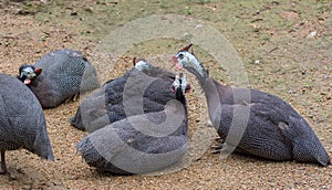 Guinea fowls