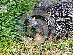 Guinea fowls