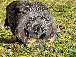 Guinea fowls