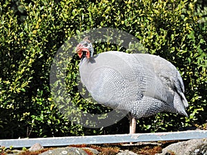 Guinea fowls bird