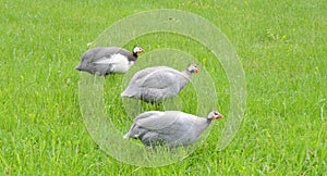 Guinea fowls birds