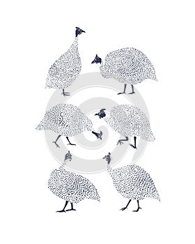 Guinea fowls illustration