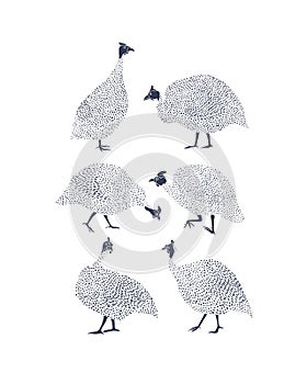 Guinea fowls illustration photo