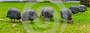 Guinea Fowls Near Dolmabahce Palace