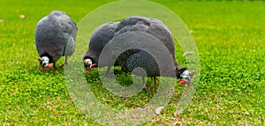 Guinea Fowls Near Dolmabahce Palace