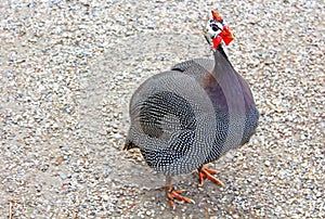 Guinea fowls near Dolmabahce palace, Istanbul, Turkey