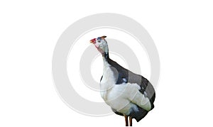 Guinea fowls (Numida meleagris) clipping path on white Isolated  background