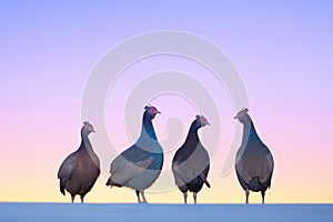 guinea fowls in silhouette against twilight sky