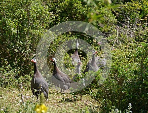 Guinea fowls with spotted feathers