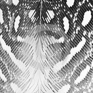 Guinea hen feather