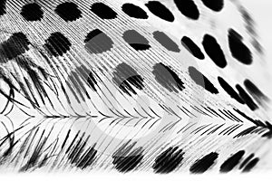 Guinea hen feather