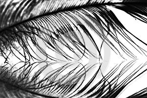 Guinea hen feather