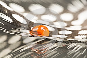 Guinea hen feather with orange water drop