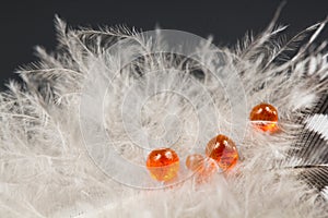 Guinea hen feather with orange water drops