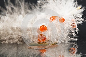 Guinea hen feather with orange water drops