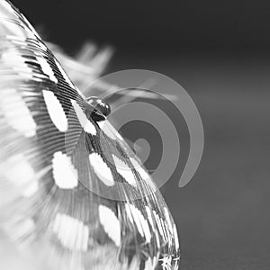 Guinea hen feather with water drop and dark background