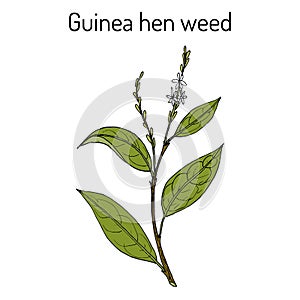 Guinea hen weed Petiveria alliacea , medicinal plant