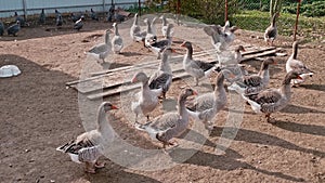 Guinea hens and geese walking at backyard. Nice birds obey their owner.