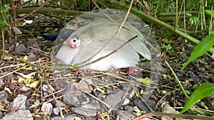 Guinea hens laying eggs or a broody Guinea hen sitting in the nest