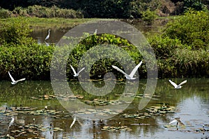 Guinea Kamsar white herons enjoy african lake photo