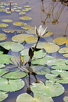 Guinea Kamsar white water lily photo