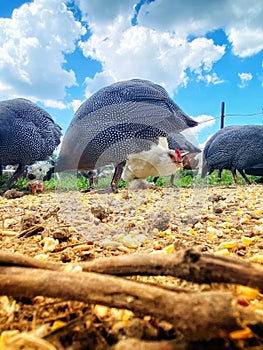 Guinea and chicken