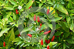 Guinea-pepper
