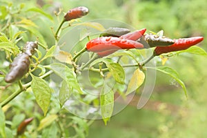 Guinea pepper