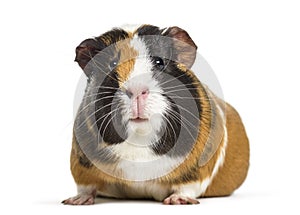 Guinea Pig , 1 year old, lying against white background