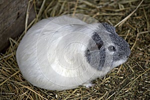 A guinea pig