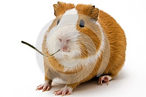 Guinea pig