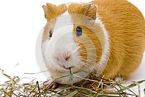 Guinea pig