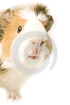 Guinea Pig