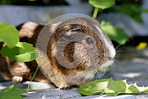 Guinea pig
