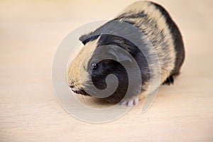 Guinea pig