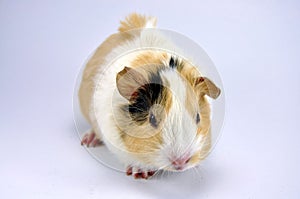 Guinea Pig