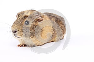 Guinea pig photo